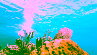 Nassau & Paradise Island Tourism NPI WEB LUXURY 2024 BITB 30 16x9 2024 09 12 Ad Commercial Brand Imagery Photoshoot 2