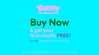 Buddy Pet Insurance H9910 Buddy 6sec Asset02 Youtube Ad Commercial Brand Imagery Photoshoot 2