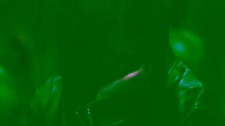 Gucci NewJeans Hanni for the Latest Horsebit Campaign Ad Commercial Brand Imagery Photoshoot 2