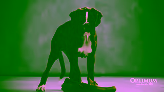 Optimum Pet Lucky You Do Puppy Formula Ad Commercial Brand Imagery Photoshoot 1