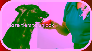 PetSmart PetSmart Treats Rewards Loyalty Program Earn Points Rewards Ad Commercial Brand Imagery Photoshoot 1