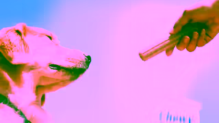 Purina Feed DentaLife Dental Dog Treats For a Clean Healthy Mouth Purina DentaLife Ad Commercial Brand Imagery Photoshoot 1