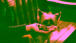 HARRINGTONS Harringtons TV Advert 2023 Yorkshire Terry 10 second version 1 Ad Commercial Brand Imagery Photoshoot 1