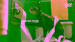 Go! Solutions Pet Food GoSolutions15 16x9 Willow English Ad Commercial Brand Imagery Photoshoot 1