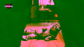 Whiskas WHISKAS Pouch A Pouch of Purradise 15s ENG Ad Commercial Brand Imagery Photoshoot 0