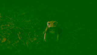 Ampfibian Ampfibian Bad Advice TOAD Short version Ad Commercial Brand Imagery Photoshoot 0