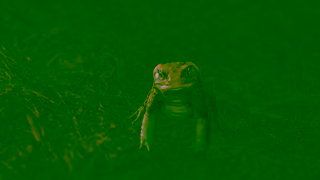 Ampfibian Ampfibian Bad Advice TOAD Short version Ad Commercial Brand Imagery Photoshoot 1