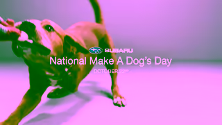 Subaru Subaru National Make A Dogs Day 2025 The First Thing You Notice Ad Commercial Brand Imagery Photoshoot 2