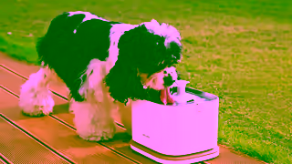 PETLIBRO Dockstream 2 Smart Fountain I The Next Gen of Pet Hydration I Petlibro Ad Commercial Brand Imagery Photoshoot 2
