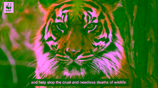 WWF ADOPT A TIGER WWFAustralia Ad Commercial Brand Imagery Photoshoot 1