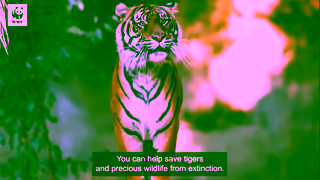 WWF ADOPT A TIGER WWFAustralia Ad Commercial Brand Imagery Photoshoot 2