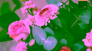 Interflora Real Magic Carl Ad Commercial Brand Imagery Photoshoot 0