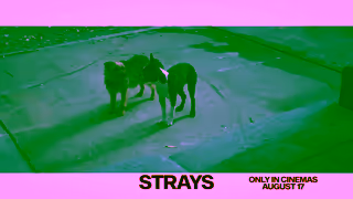 Universal Pictures Strays August 17 Ad Commercial Brand Imagery Photoshoot 1