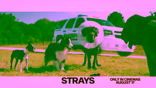 Universal Pictures Strays August 17 Ad Commercial Brand Imagery Photoshoot 2