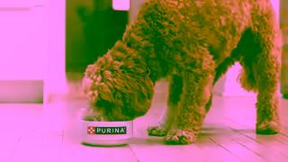 Purina Nothing Less than the Highest Quality Dog Food Ad Commercial Brand Imagery Photoshoot 1
