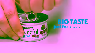 Purina Beneful NC001977 15 16x9 Beneful IBs Beef YouTube EN Ad Commercial Brand Imagery Photoshoot 0