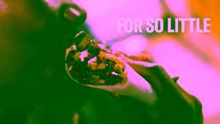 Taco Bell Taco Bell Cravings 06 V1 16x9 Ad Commercial Brand Imagery Photoshoot 1