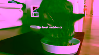 Hill's Hills Pet Nutrition Science Did That Ad Commercial Brand Imagery Photoshoot 0