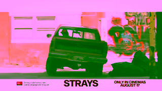 Universal Pictures Strays August 17 Ad Commercial Brand Imagery Photoshoot 0