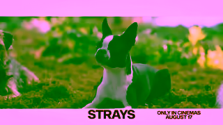 Universal Pictures Strays August 17 Ad Commercial Brand Imagery Photoshoot 2