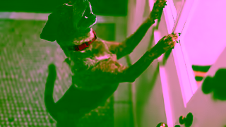 Halo Collar TV Your Backyard Now Everywhere Ad Commercial Brand Imagery Photoshoot 0