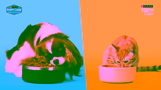 Purina Nourish the now Ad Commercial Brand Imagery Photoshoot 1