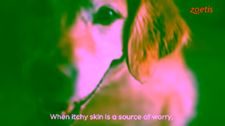 Zoetis CAEN Itchy Dog Ad Commercial Brand Imagery Photoshoot 0