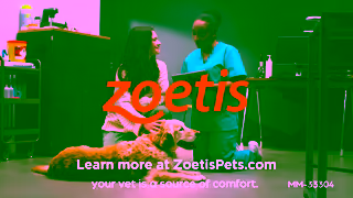 Zoetis CAEN Itchy Dog Ad Commercial Brand Imagery Photoshoot 2