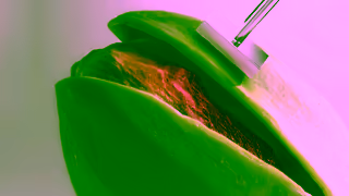 PRADA Discover Paradoxe Radical Essence Bottle and Ingredients Ad Commercial Brand Imagery Photoshoot 0