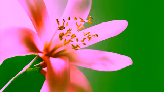 PRADA Discover Paradoxe Radical Essence Bottle and Ingredients Ad Commercial Brand Imagery Photoshoot 1