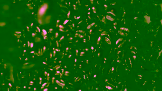 Premier Protein PREMIER PROTEIN BOTTLE CAFE LATTE 15 16x9 WEB 1920x1080 Ad Commercial Brand Imagery Photoshoot 0