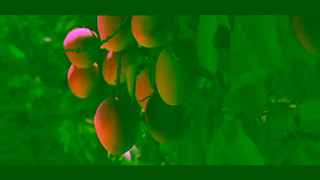 Woolworths PICK OF MANGOES NL 15 ONLINE Ad Commercial Brand Imagery Photoshoot 0