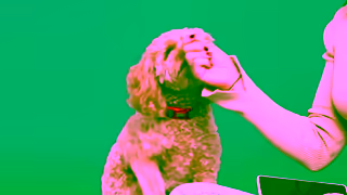 Lyka Pet Food Cindy and Chiko 16x9 Ad Commercial Brand Imagery Photoshoot 0
