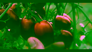 Mutti Pomodoro Mutti Deceptively simple Ad Commercial Brand Imagery Photoshoot 1