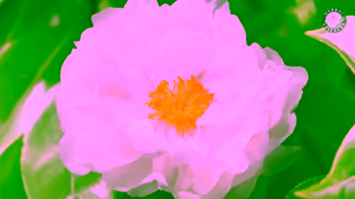 Herbal Essences New Herbal Essences Sulfate Free with Pure Plant Essences Ad Commercial Brand Imagery Photoshoot 0