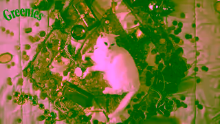 The Greenies Dental Treats Greenies Feline CatsAreSmart US 2020 Will 6s OLV 16x9 25fps CA v3 768478 11 Ad Commercial Brand Imagery Photoshoot 1