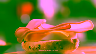 Hungry Jacks Hungry Jacks NEW Eggs Benny Turkish Brekky Roll Ad Commercial Brand Imagery Photoshoot 1