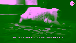 Royal Canin The Unique Power of Royal Canins Veterinary Nutrition Range Ad Commercial Brand Imagery Photoshoot 1