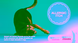 Zoetis Apoquel Dogimonial Ad Commercial Brand Imagery Photoshoot 0