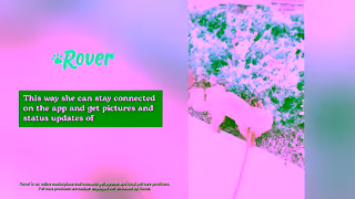 Rover.com Paid US 2025 Organic Assets Dog General 30 16x9 Ad Commercial Brand Imagery Photoshoot 2