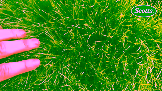 Scotts Scotts Patch Repair Patchy Lawn Not Anymore Ad Commercial Brand Imagery Photoshoot 2