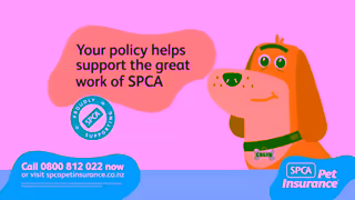 SPCA Some Problems You Never See Coming Ad Commercial Brand Imagery Photoshoot 1