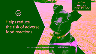 Purina Watch Peppers Story PRO PLAN Sensitive Skin Stomach Dog Food Ad Commercial Brand Imagery Photoshoot 1