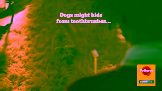 Pedigree Pedigree Dentastix Ad Commercial Brand Imagery Photoshoot 0