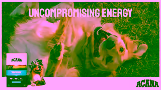 ACANA Pet Food ACA0015 Socials Animated Dog 6s 16x9 Ad Commercial Brand Imagery Photoshoot 0