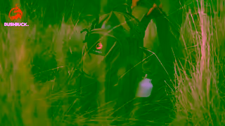 Bushbuck AU Camping Brand Video Ad Commercial Brand Imagery Photoshoot 1