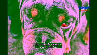 RSPCA.org.uk inspectorberniestorysummer1920x1080 Ad Commercial Brand Imagery Photoshoot 0