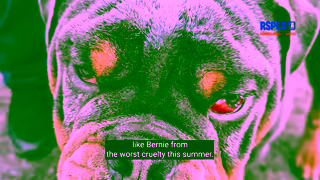 RSPCA.org.uk inspectorberniestorysummer1920x1080 Ad Commercial Brand Imagery Photoshoot 2