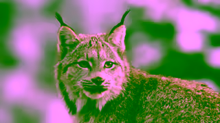 Blue Buffalo BBC0442 15 BBCF BTST EN BA TFCD LynxWilderness H2H BBC0442H Unslated 3 Ad Commercial Brand Imagery Photoshoot 0