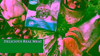 Blue Buffalo BBC0442 15 BBCF BTST EN BA TFCD LynxWilderness H2H BBC0442H Unslated 3 Ad Commercial Brand Imagery Photoshoot 1